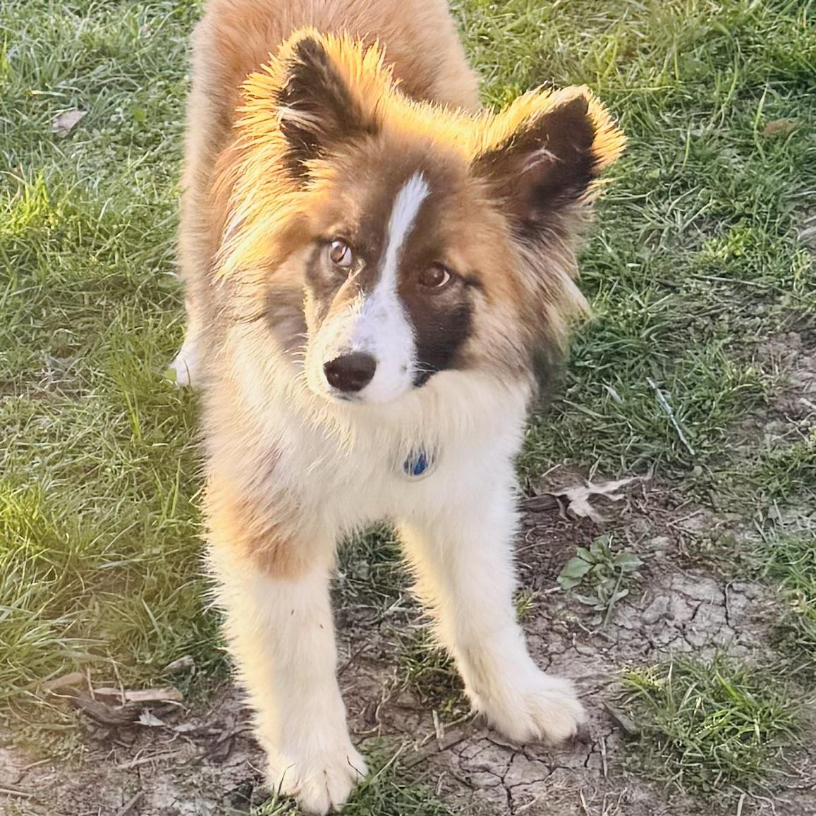 Enlarge Rocky , a ADOPTABLE mixed breed in Louisburg, KS image 5/6