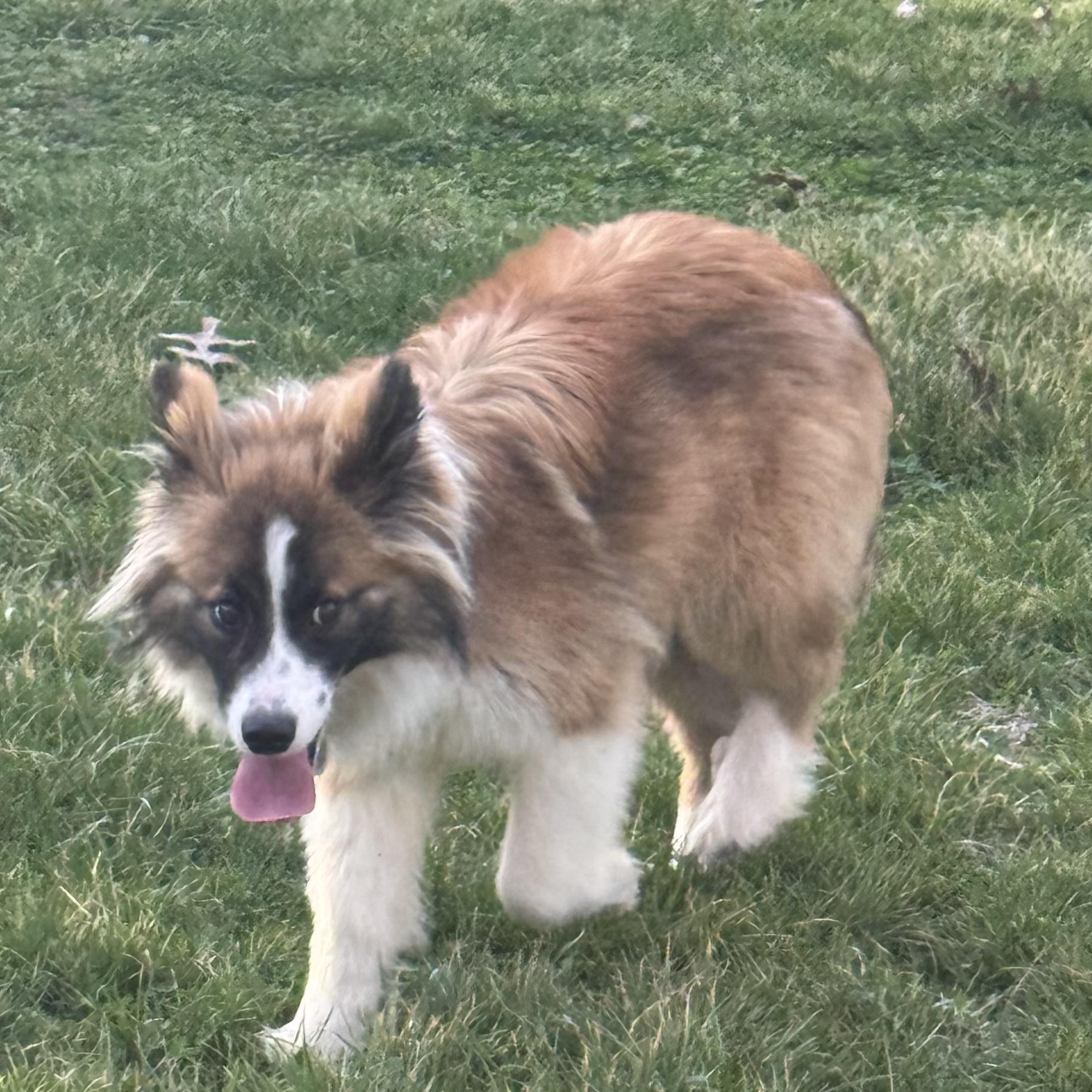 Enlarge Rocky , a ADOPTABLE mixed breed in Louisburg, KS image 3/6