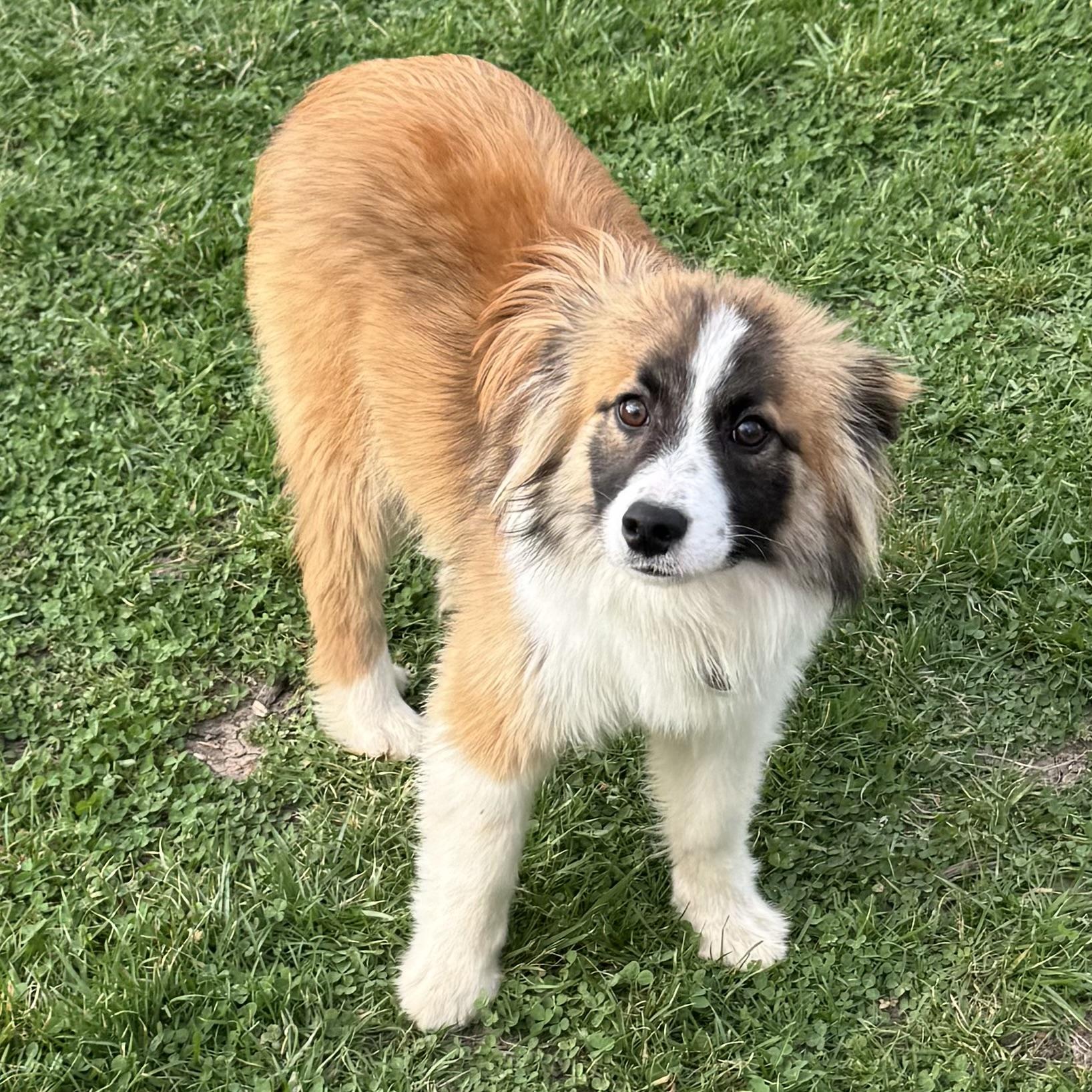 Enlarge Rocky , a ADOPTABLE mixed breed in Louisburg, KS image 6/6