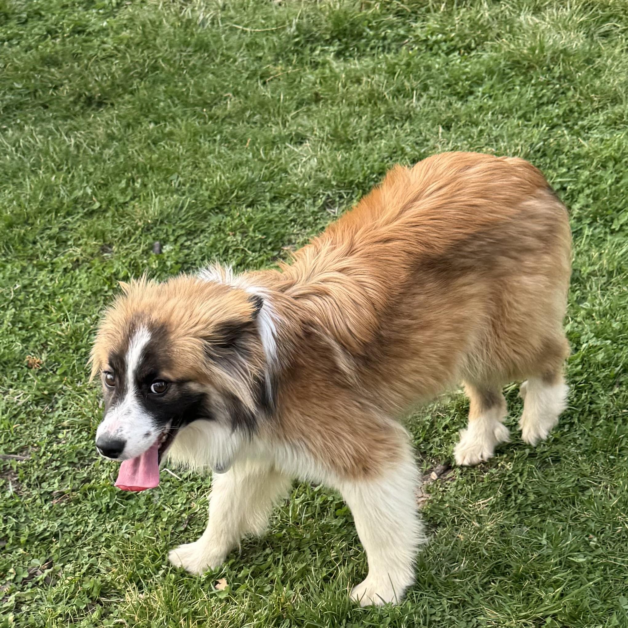 Enlarge Rocky , a ADOPTABLE mixed breed in Louisburg, KS image 2/6