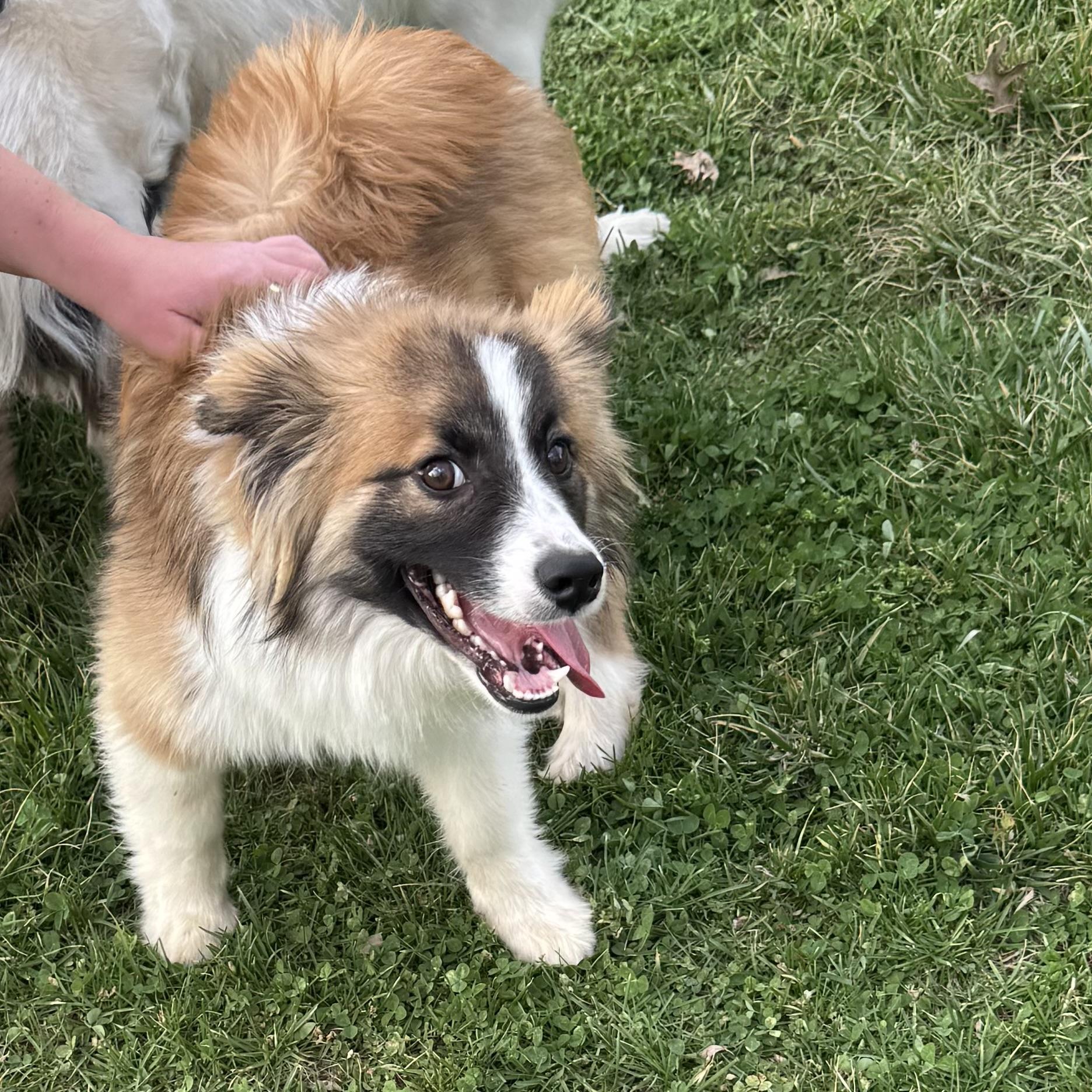 Enlarge Rocky , a ADOPTABLE mixed breed in Louisburg, KS image 4/6