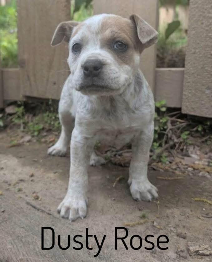 Enlarge Dusty Rose, a ADOPTABLE mixed breed in Pembroke, MA image 1/1
