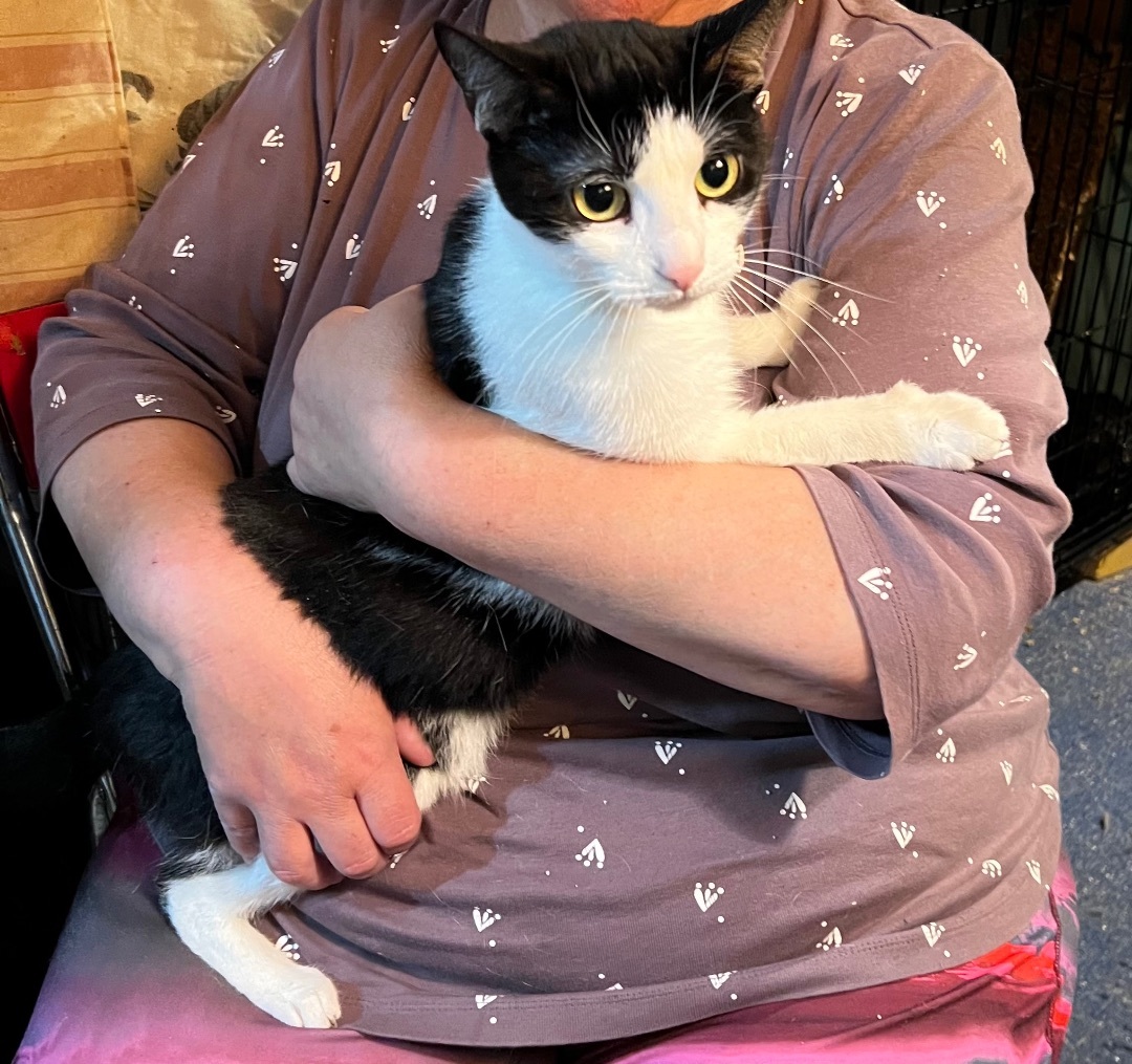 Enlarge Becky, a Adopted Domestic Short Hair in East Orange, NJ image 1/4