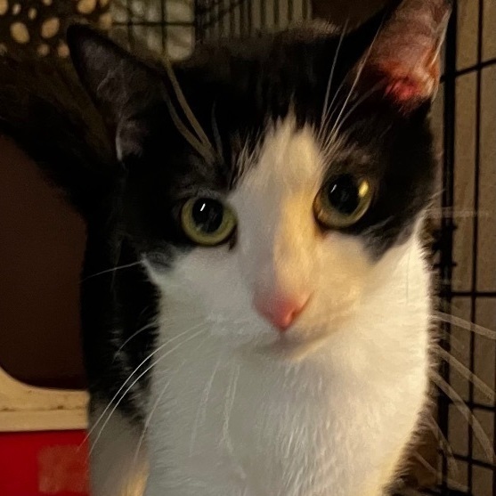 Enlarge Becky, a Adopted Domestic Short Hair in East Orange, NJ image 2/4