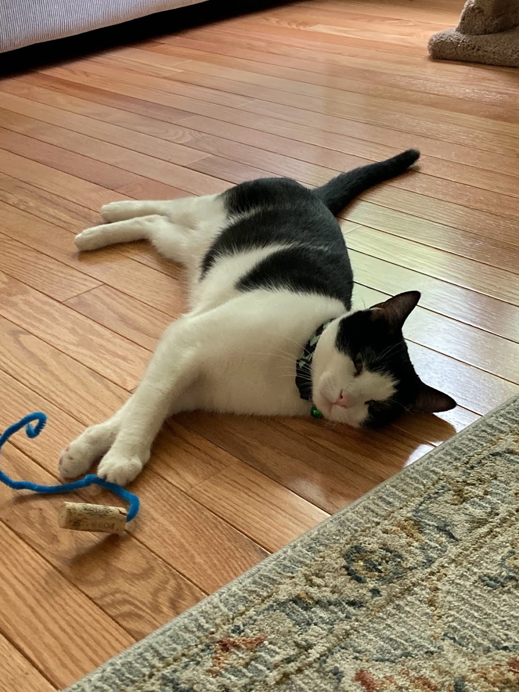 Enlarge Becky, a Adopted Domestic Short Hair in East Orange, NJ image 3/4