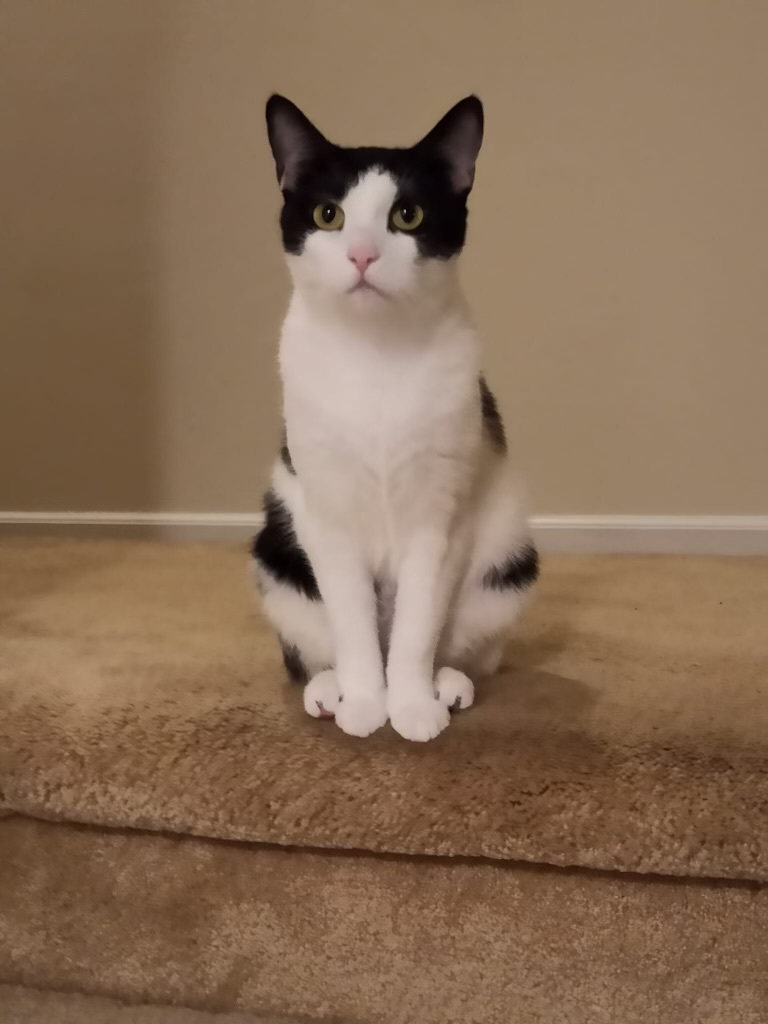 Enlarge Becky, a Adopted Domestic Short Hair in East Orange, NJ image 4/4