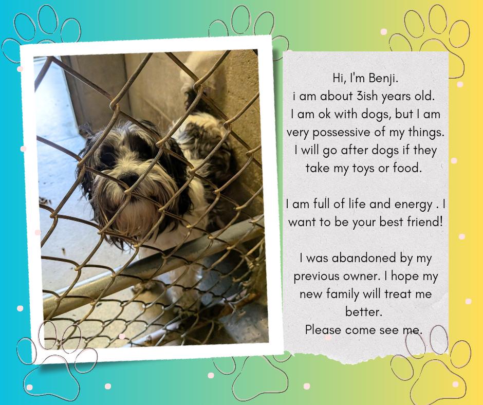 Enlarge Benji, a ADOPTABLE mixed breed in Hermiston, OR image 4/4