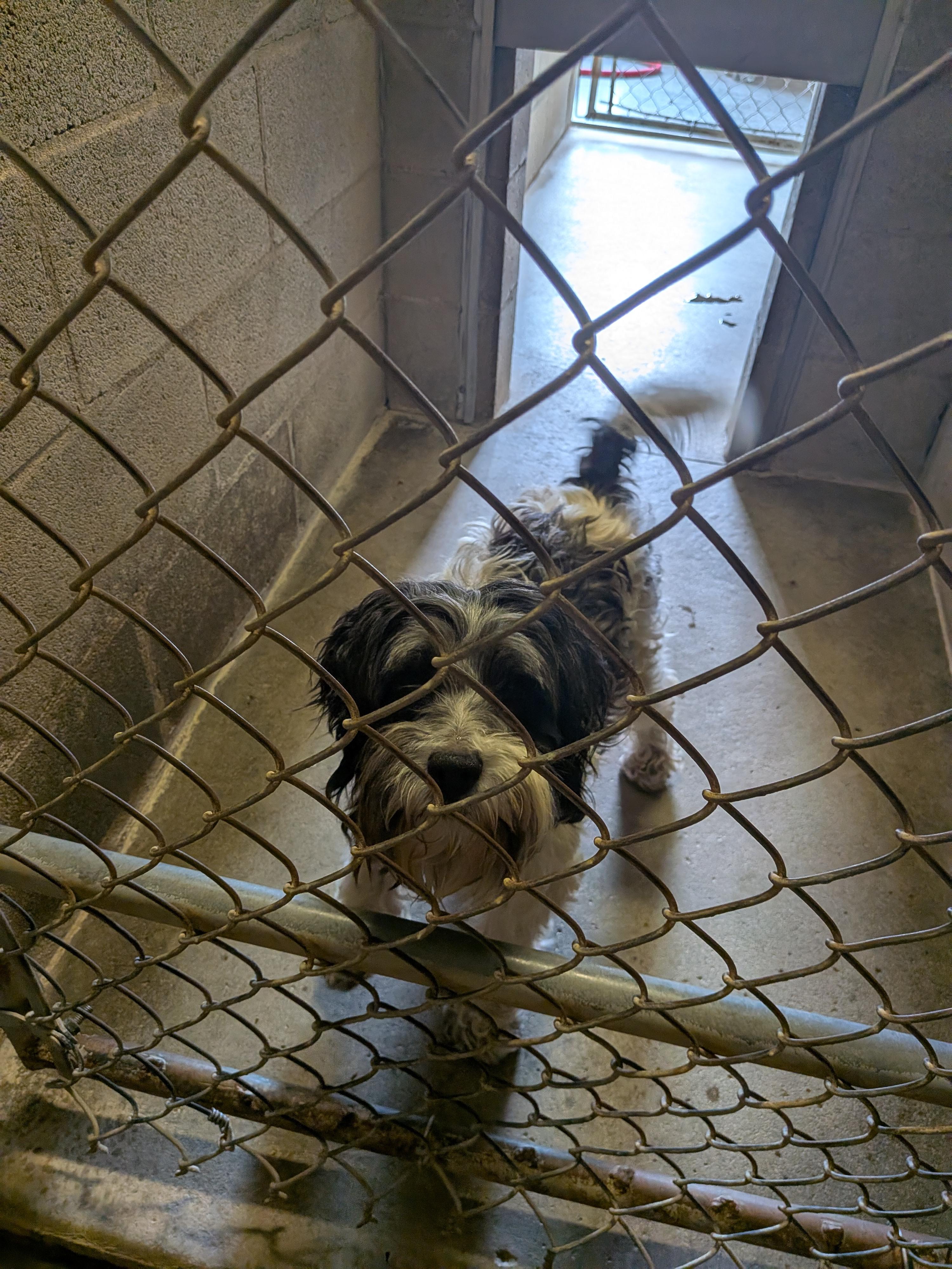 Enlarge Benji, a ADOPTABLE mixed breed in Hermiston, OR image 3/3