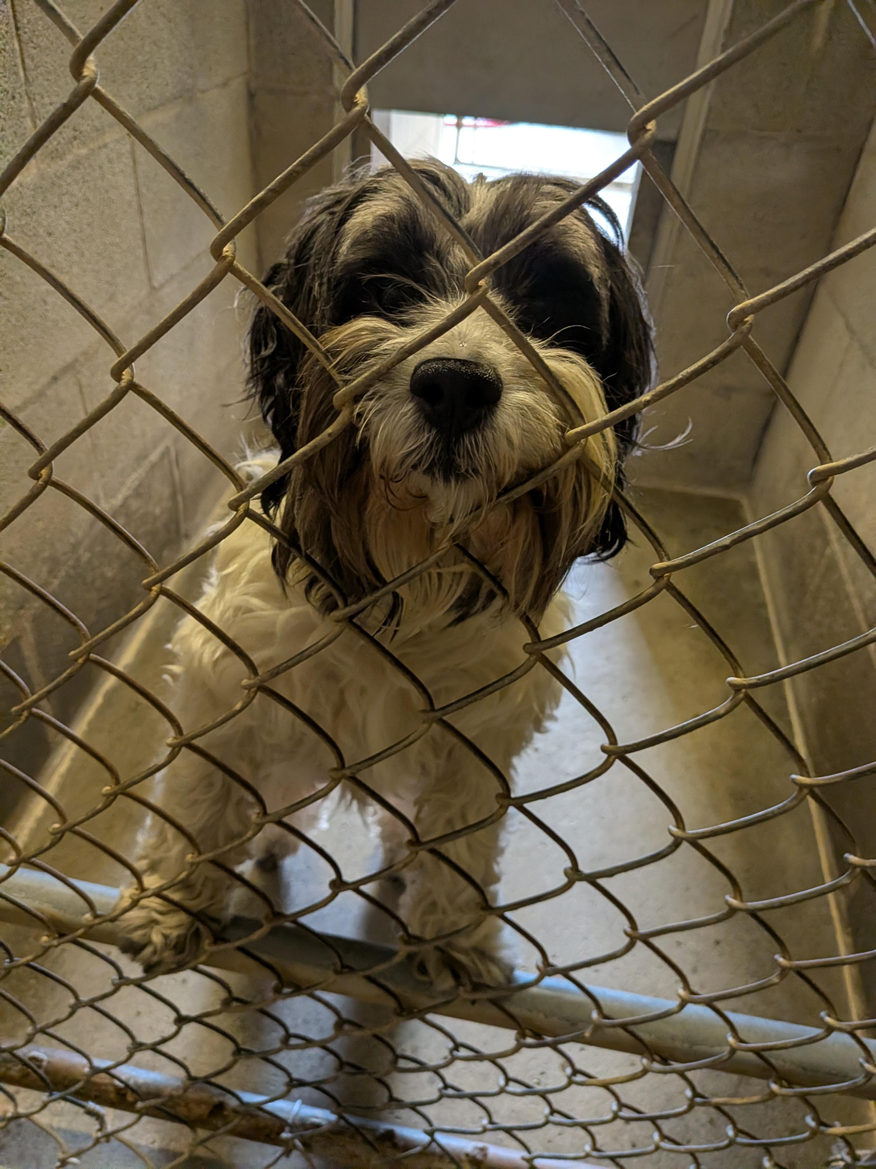 Enlarge Benji, a ADOPTABLE mixed breed in Hermiston, OR image 1/3