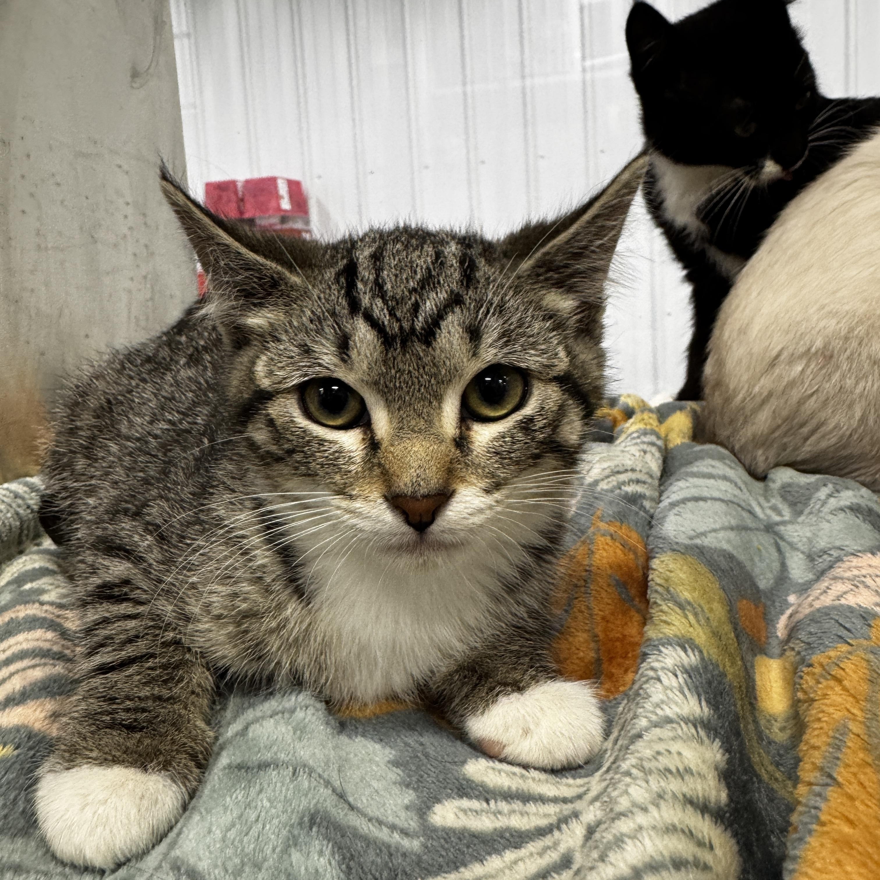Mia, ADOPTABLE, Kitten Female Domestic Short Hair.
