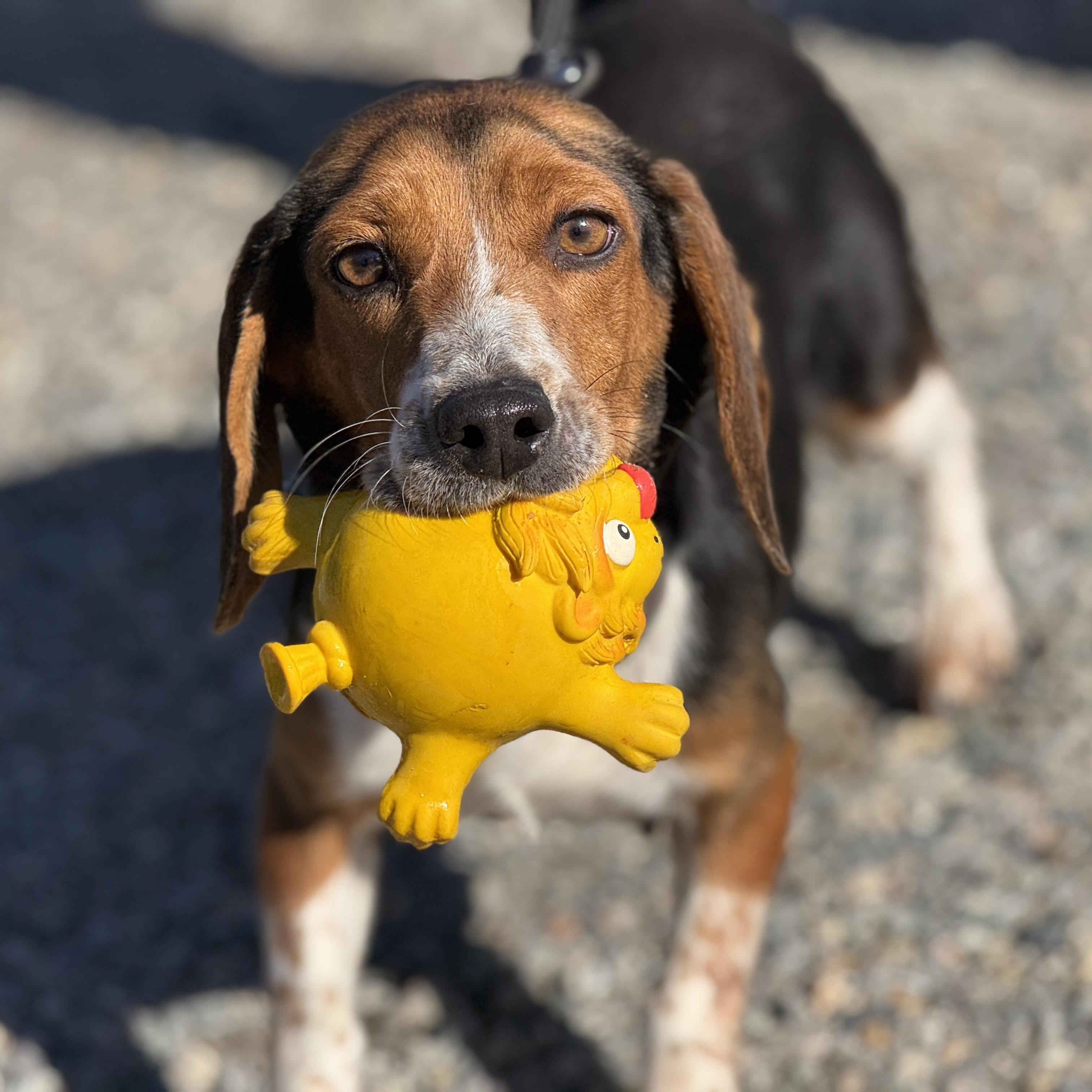 Sally, a ADOPTABLE Beagle in Richmond, VA image 4/6