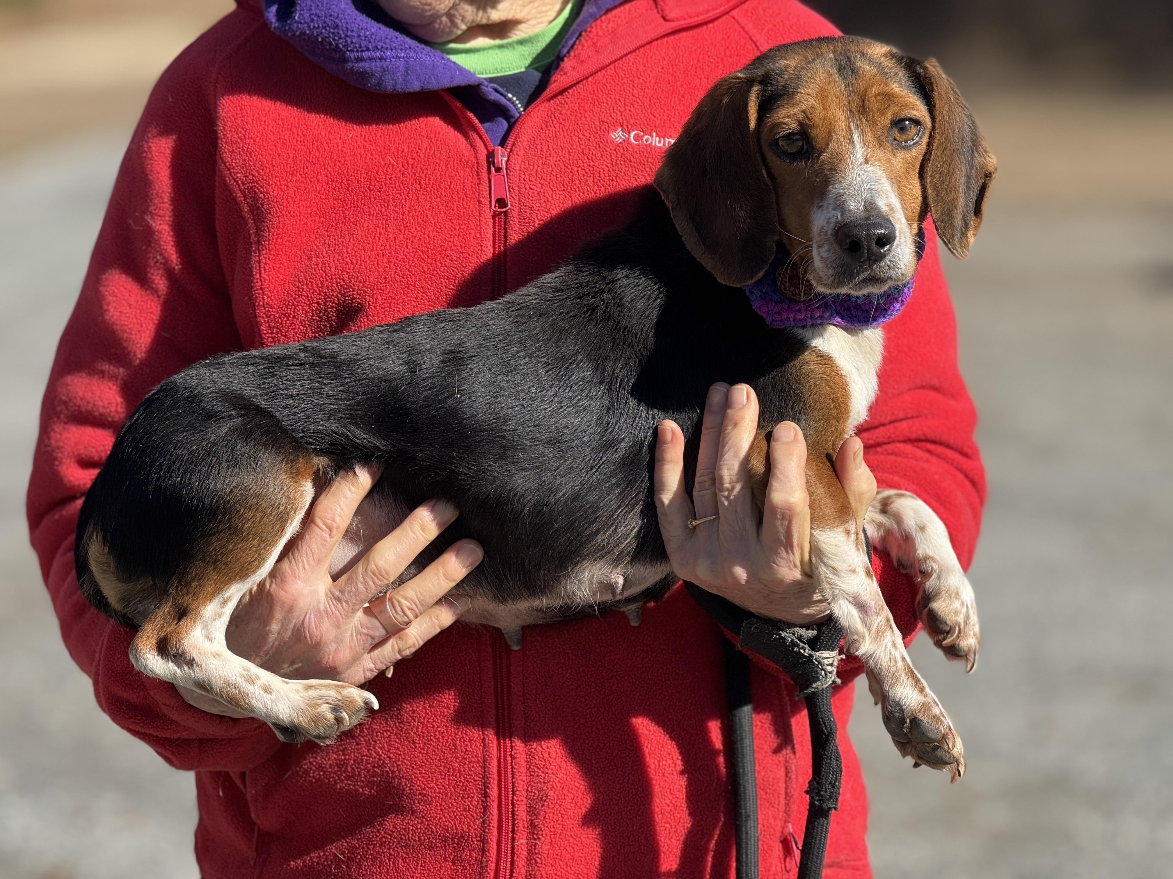 Sally, a ADOPTABLE Beagle in Richmond, VA image 3/6