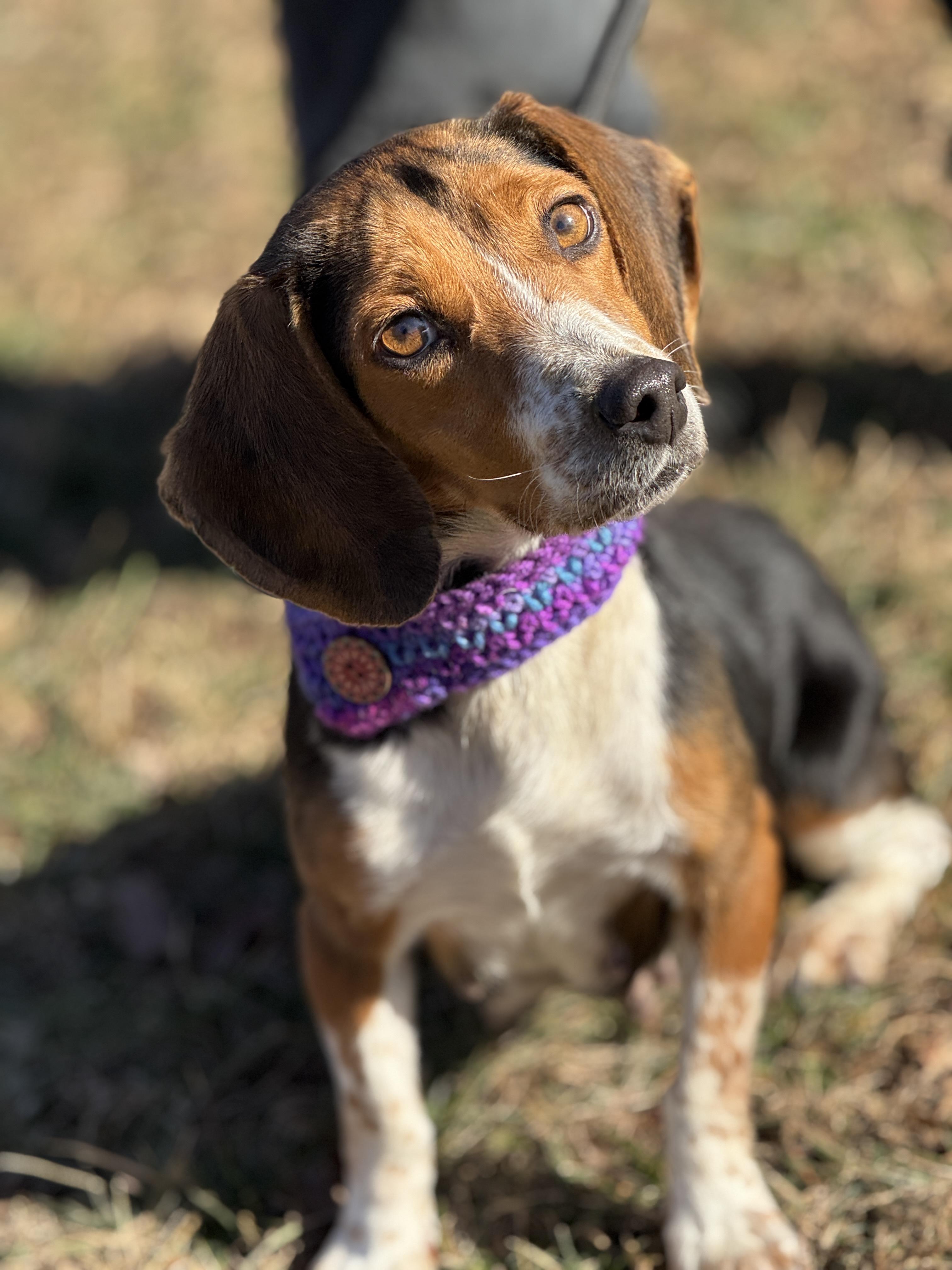 Sally, a ADOPTABLE Beagle in Richmond, VA image 1/6