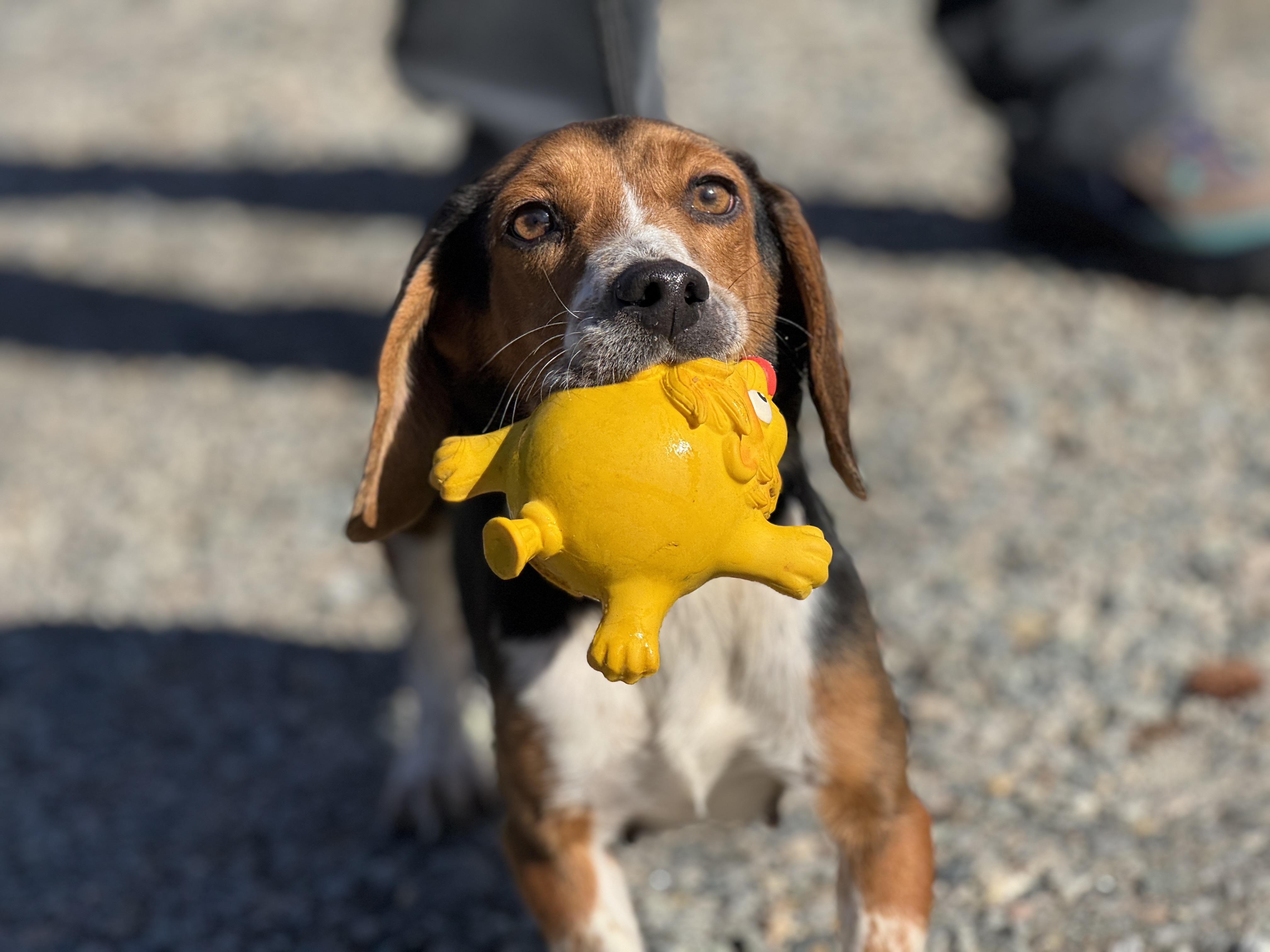 Sally, a ADOPTABLE Beagle in Richmond, VA image 5/6