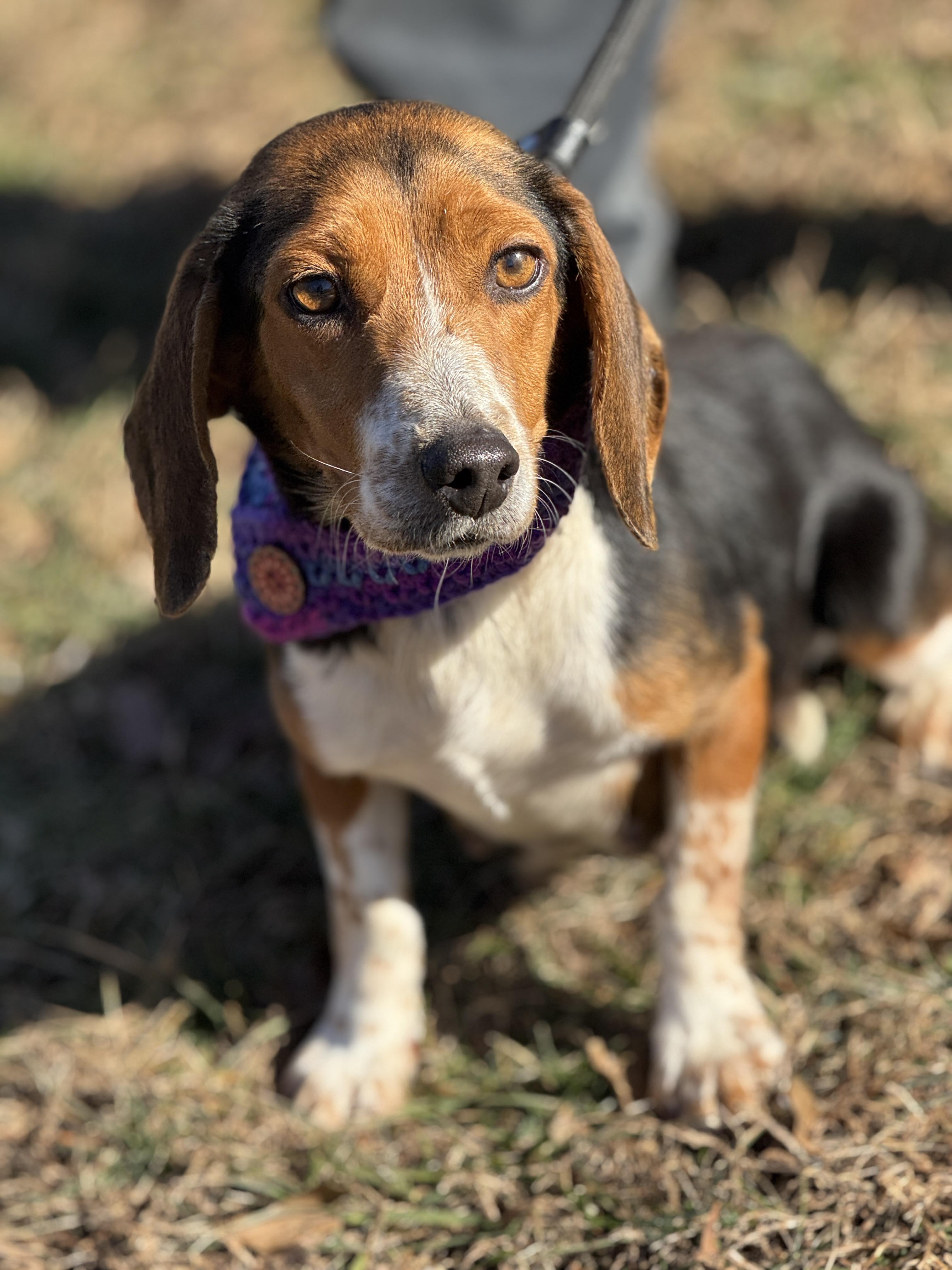 Sally, a ADOPTABLE Beagle in Richmond, VA image 6/6