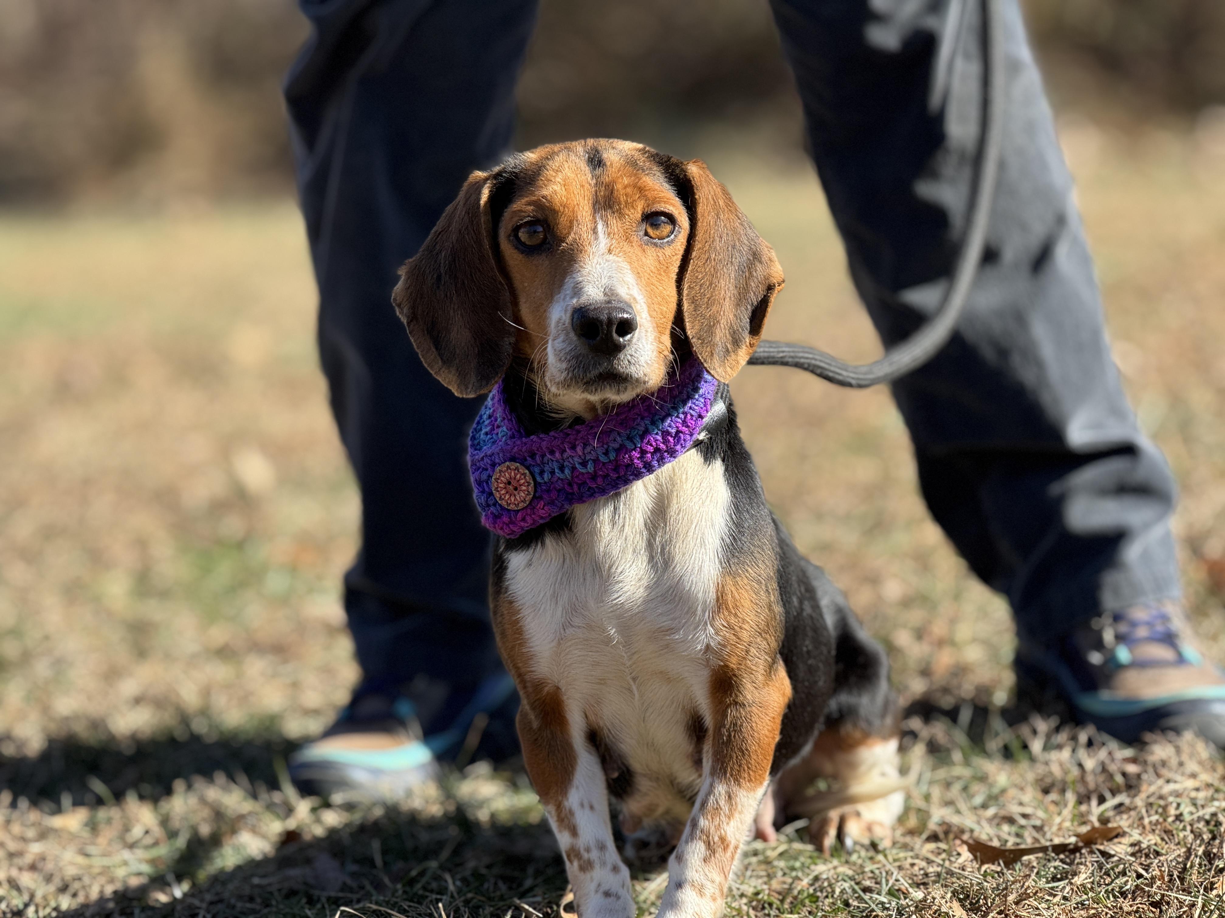 Sally, a ADOPTABLE Beagle in Richmond, VA image 2/6
