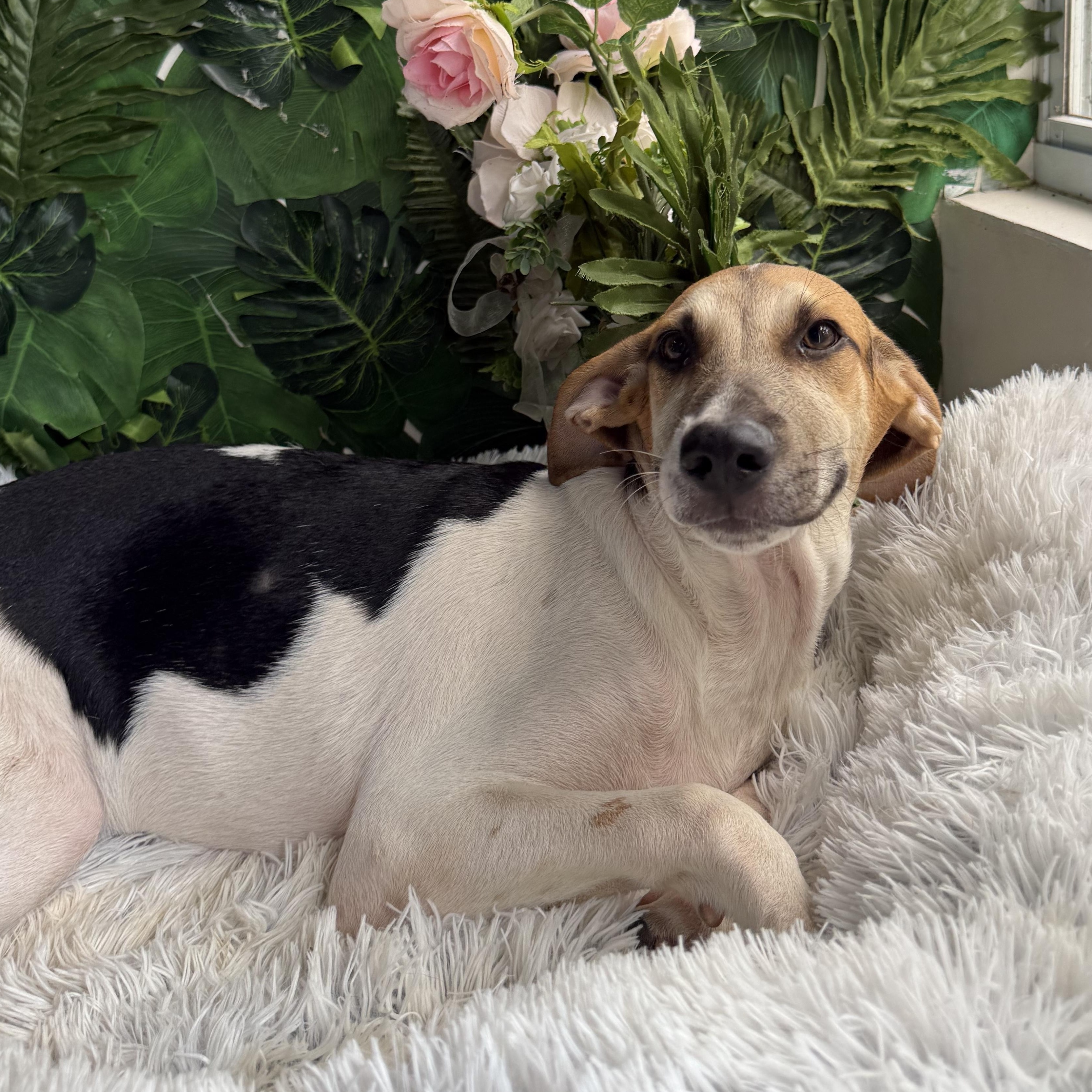 Enlarge Ronald, a Adoptable Mixed Breed in Rodney, ON image 1/2