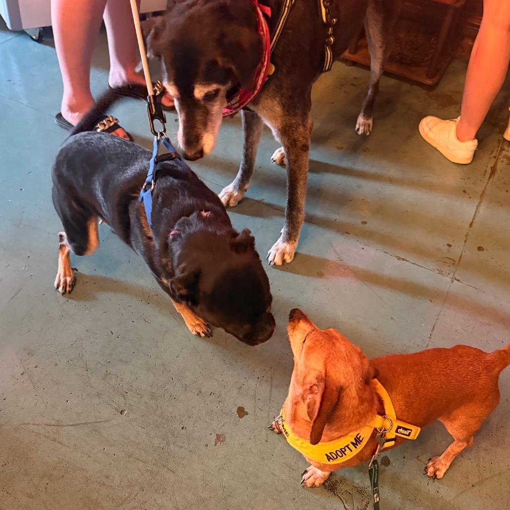 Moses, a Adoptable Dachshund in San Antonio, TX image 1/5