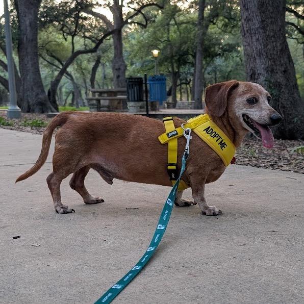 Moses, a Adoptable Dachshund in San Antonio, TX image 2/5