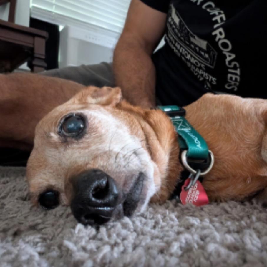 Moses, a Adoptable Dachshund in San Antonio, TX image 3/5
