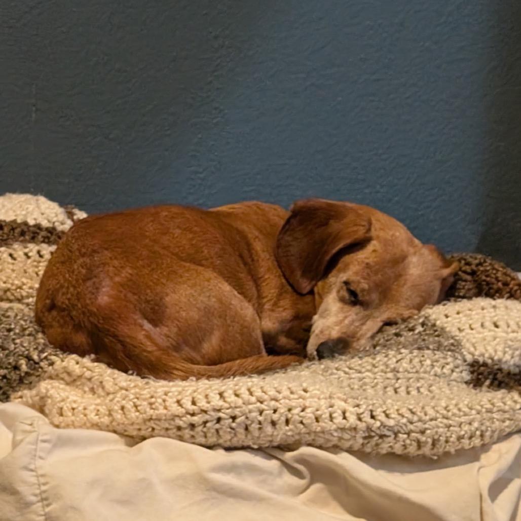 Moses, a Adoptable Dachshund in San Antonio, TX image 4/5