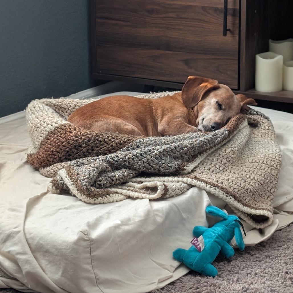 Moses, a Adoptable Dachshund in San Antonio, TX image 5/5