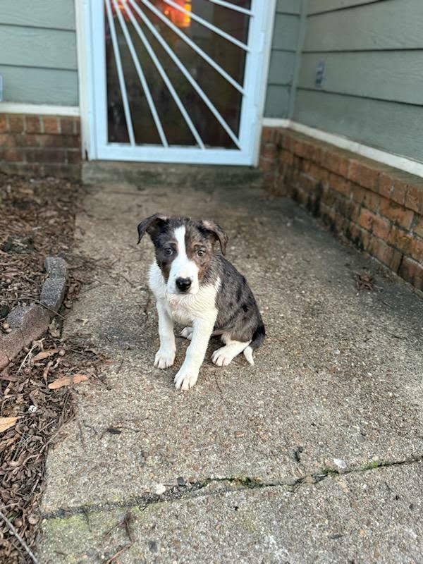 Holly (Lisa-Fostered in TN), ADOPTABLE, Puppy Female Australian Shepherd.