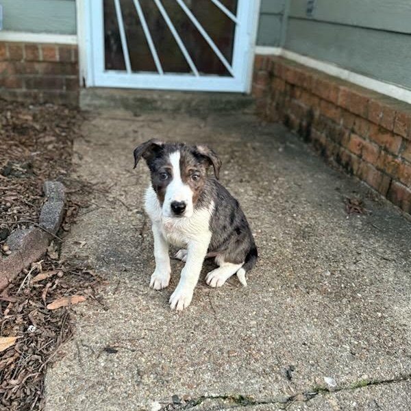 Enlarge Holly (Fostered in New England), a ADOPTABLE mixed breed in Warwick, RI image 5/6