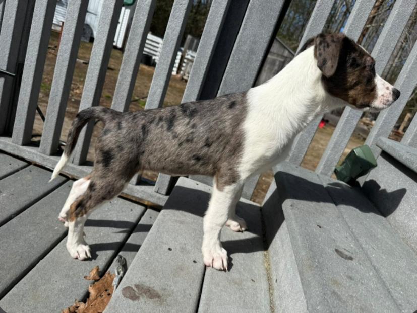 Enlarge Holly (Fostered in New England), a ADOPTABLE mixed breed in Warwick, RI image 4/6