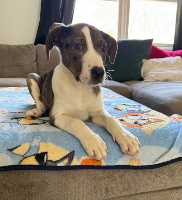 Holly (Fostered in New England), ADOPTABLE, Puppy Female Australian Shepherd.