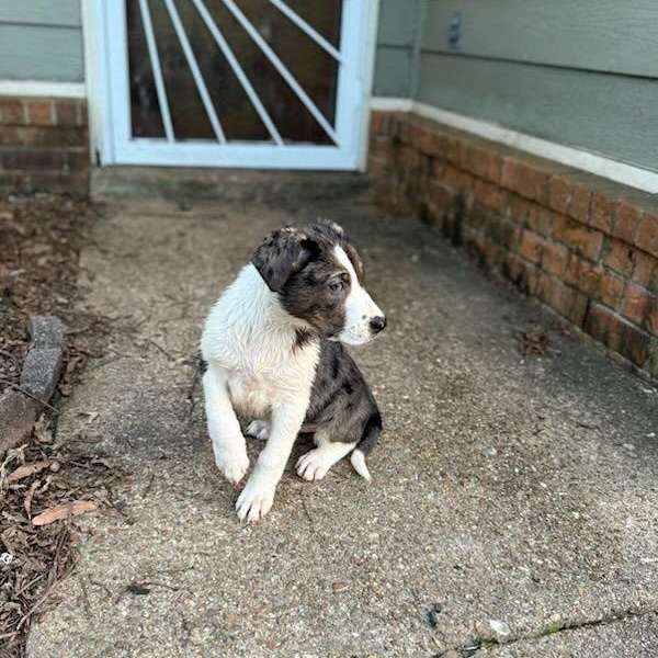 Enlarge Holly (Fostered in New England), a ADOPTABLE mixed breed in Warwick, RI image 6/6