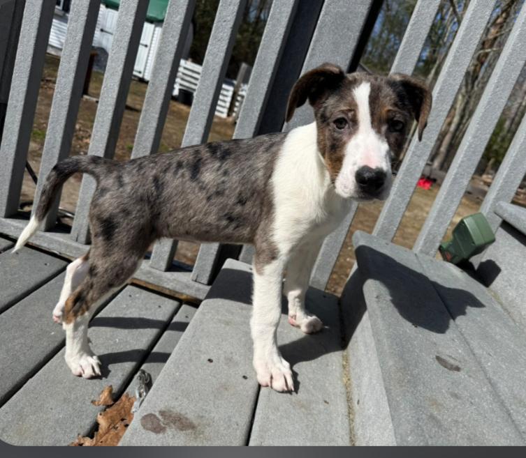Enlarge Holly (Fostered in New England), a ADOPTABLE mixed breed in Warwick, RI image 2/6