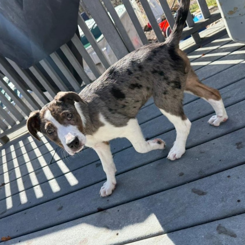 Enlarge Holly (Fostered in New England), a ADOPTABLE mixed breed in Warwick, RI image 3/6