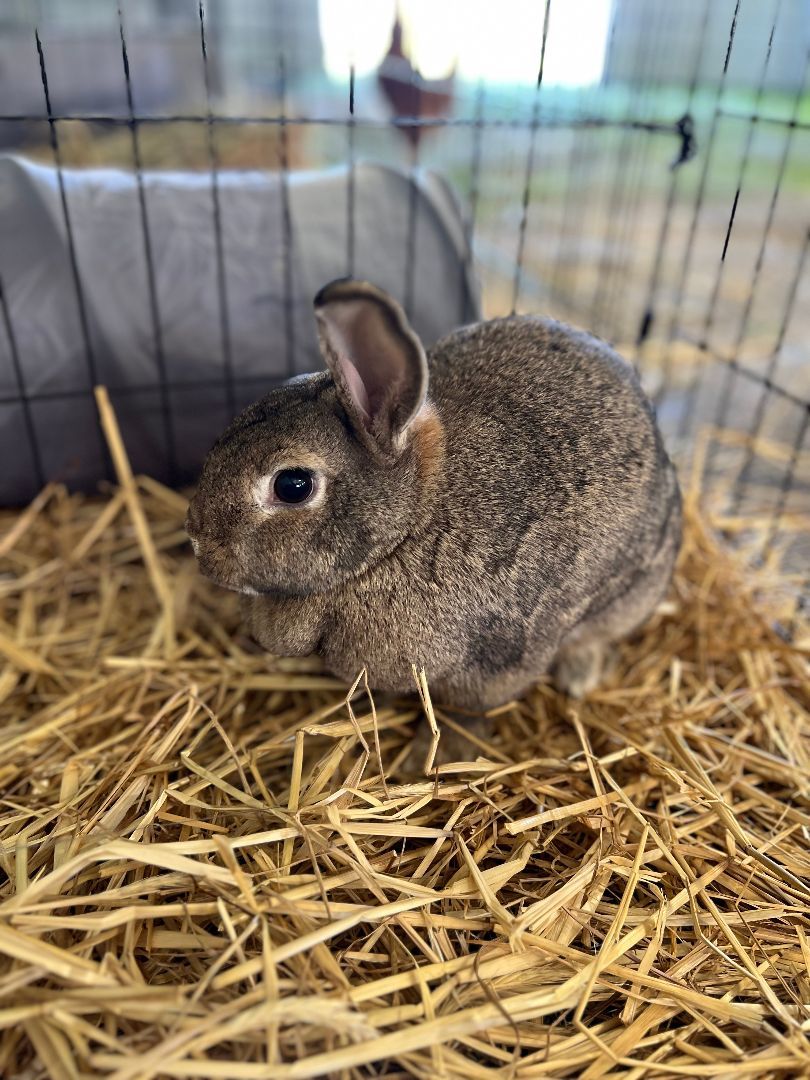Rabbit for adoption Marty and Maddy, a Silver Marten in SC Petfinder