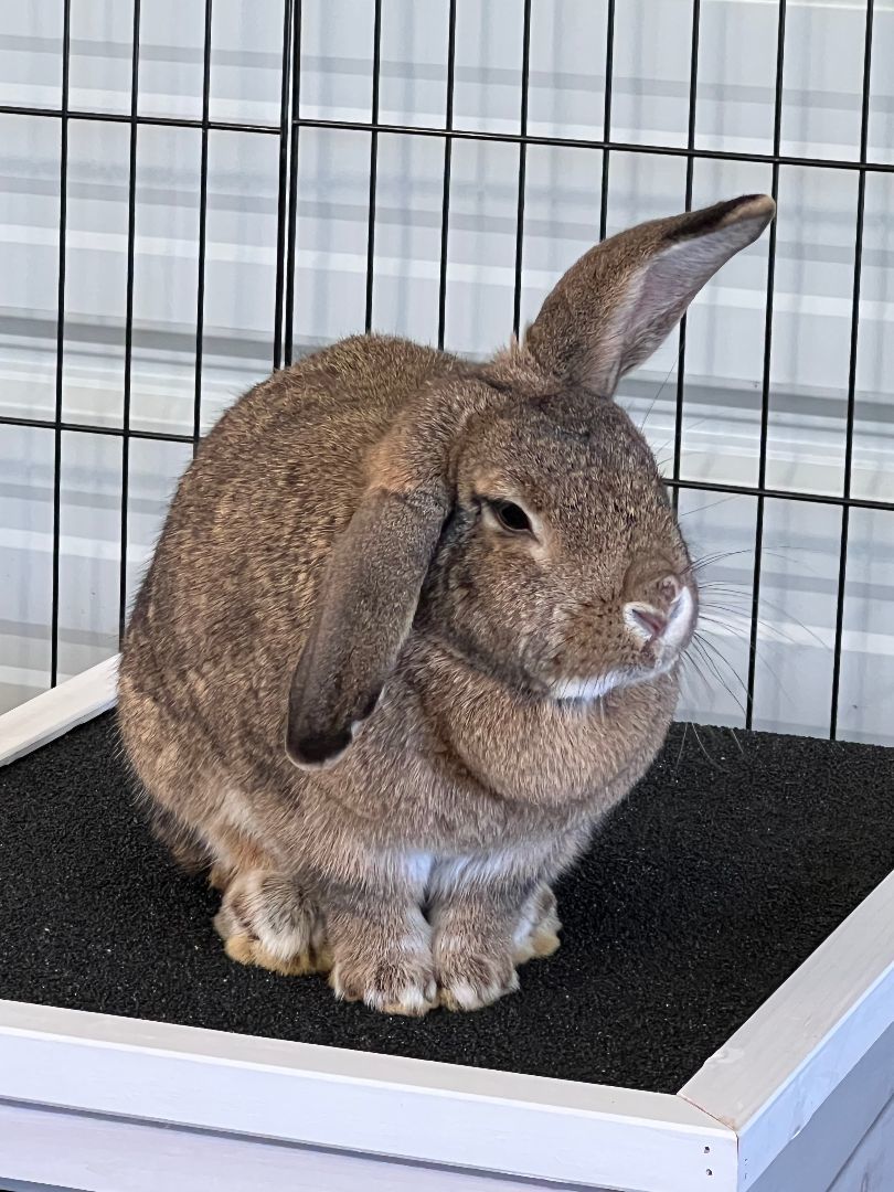 Rabbit for adoption Marty and Maddy, a Silver Marten in