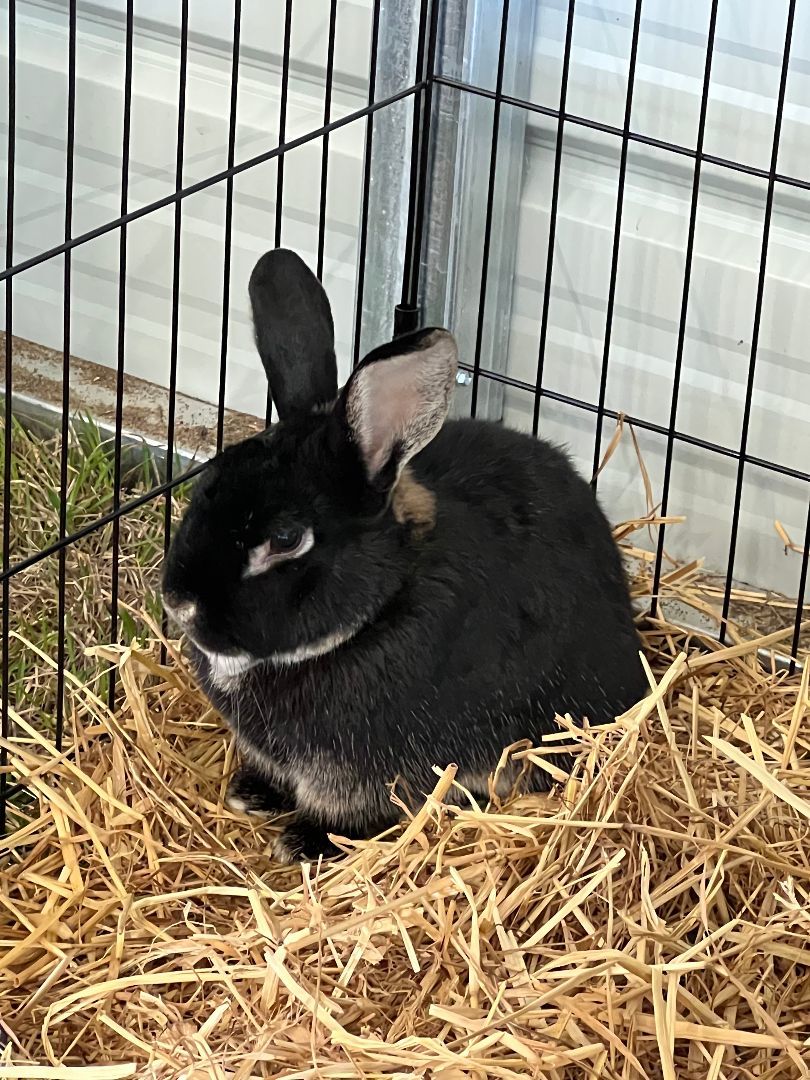 Rabbit for adoption Marty and Maddy, a Silver Marten in