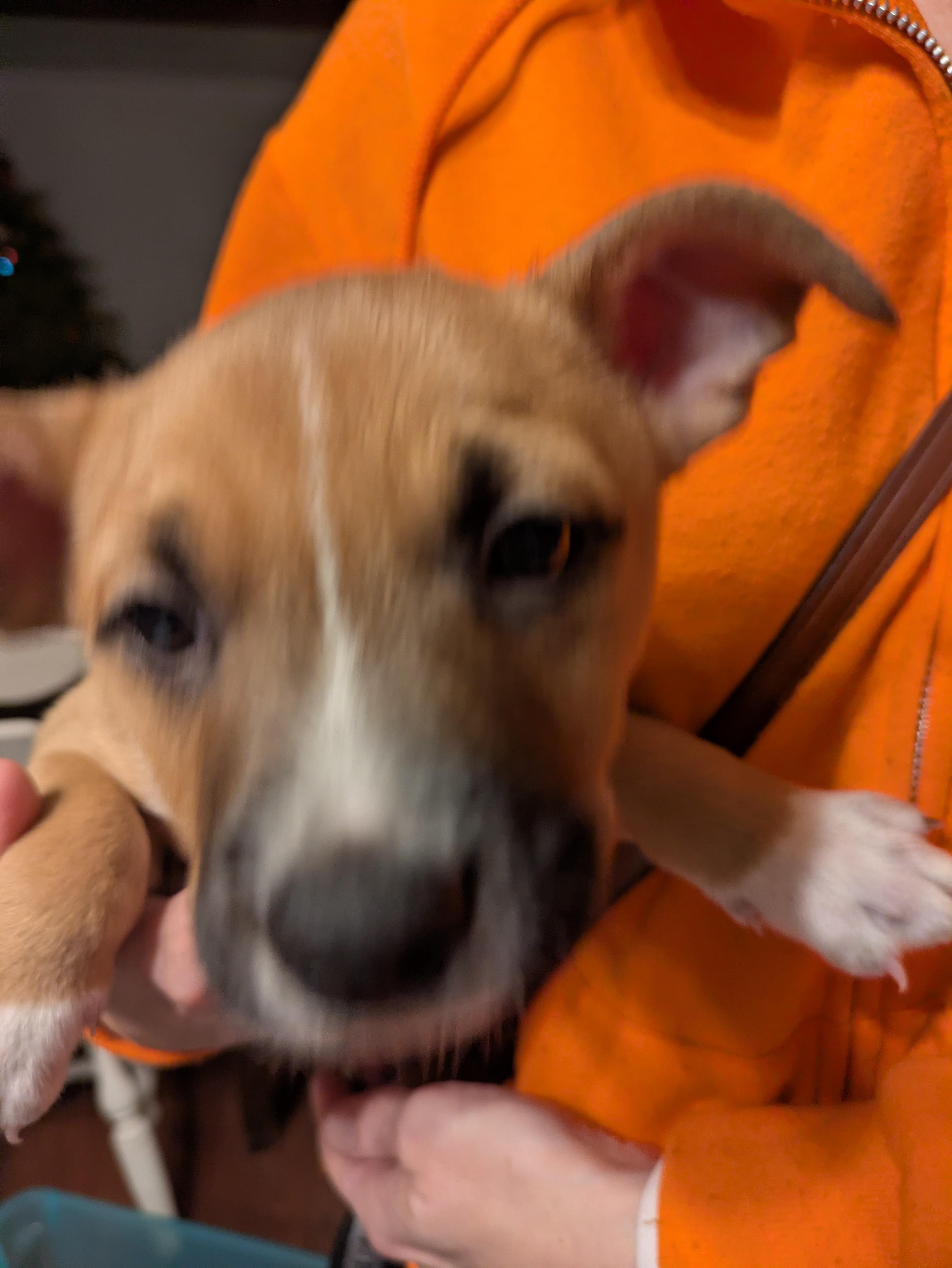 Enlarge Alfonso, a Adopted mixed breed in Tracy, CA image 2/4