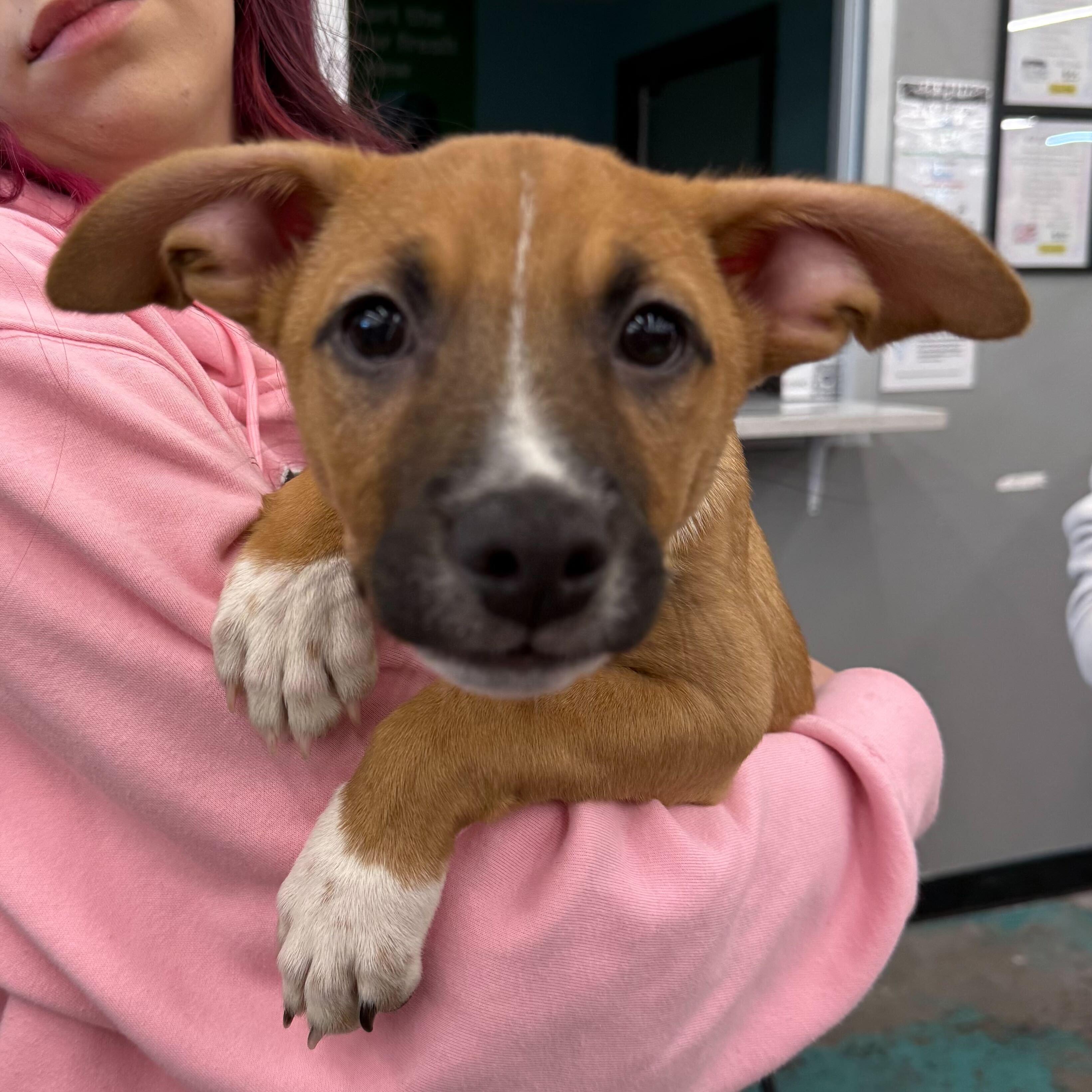 Enlarge Alfonso, a Adopted mixed breed in Tracy, CA image 3/4