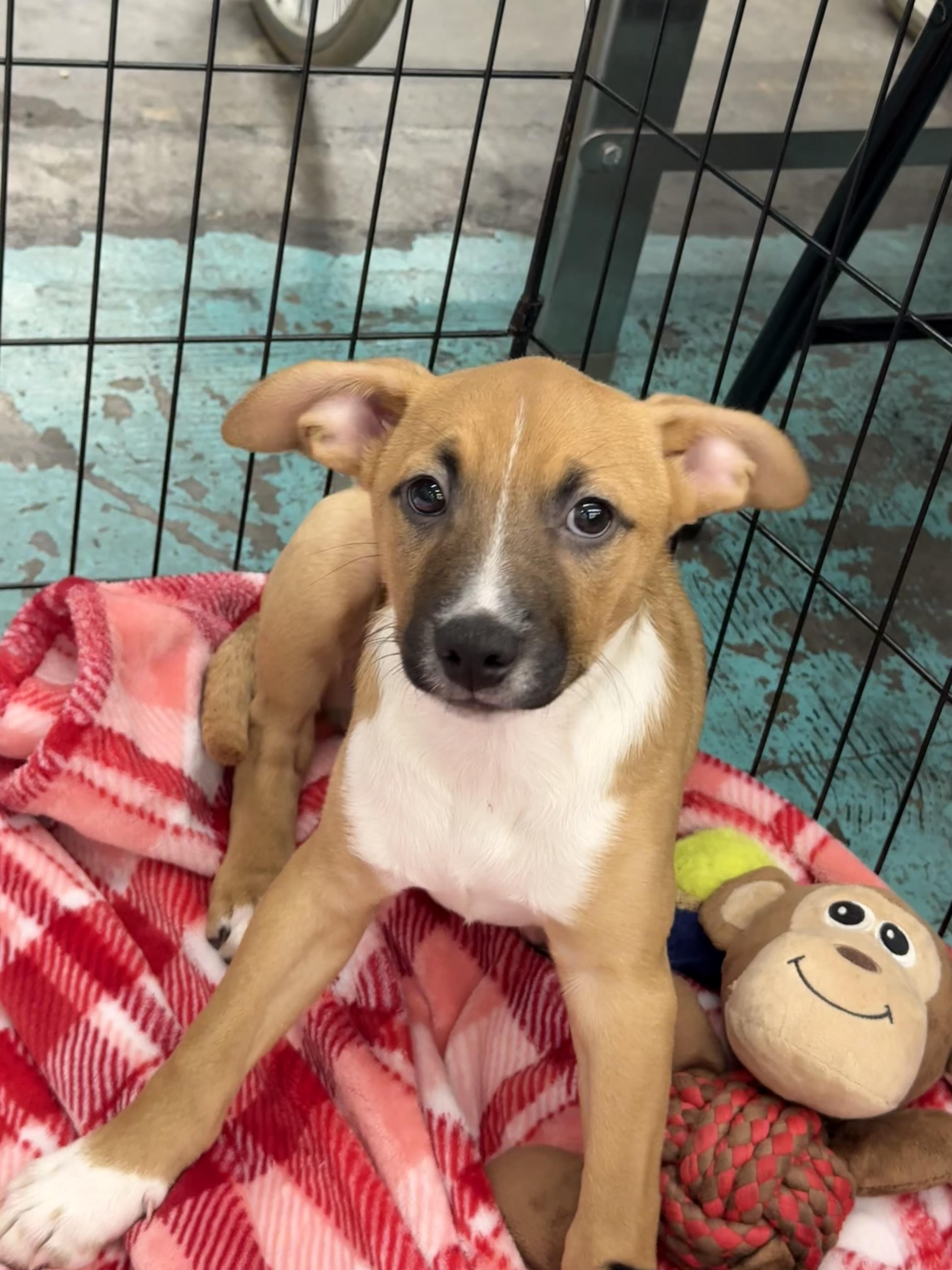 Enlarge Alfonso, a Adopted mixed breed in Tracy, CA image 4/4