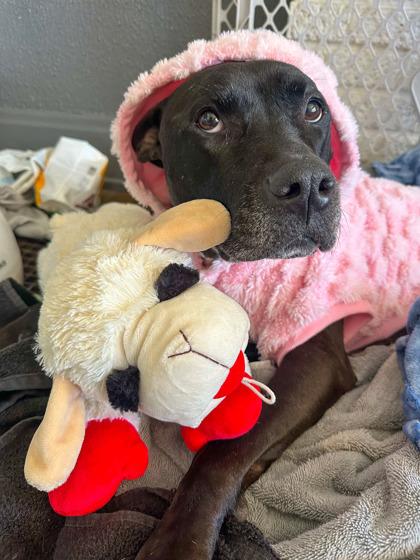 Tamiami, Adoptable, Adult Female Mixed Breed & Mixed Breed.