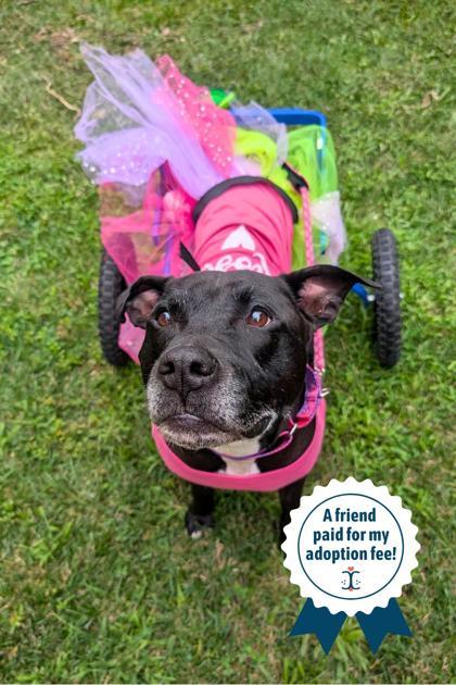 Tamiami, Adoptable, Adult Female Mixed Breed & Mixed Breed.