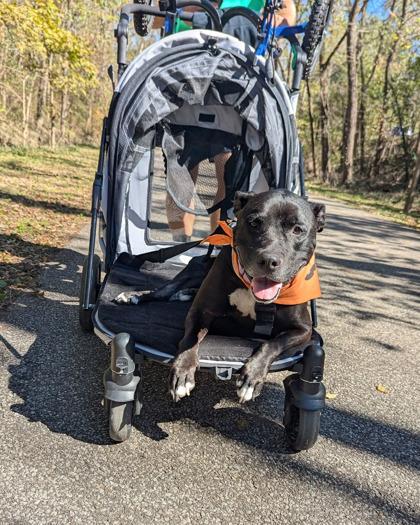 Enlarge Tamiami, a Adoptable Mixed Breed in Cincinnati, OH image 2/3