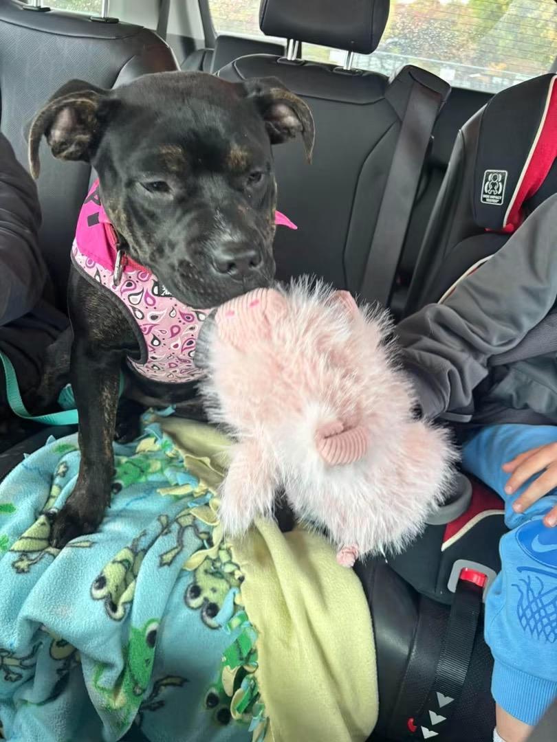 Alani, Adopted, Young Female Pit Bull Terrier.