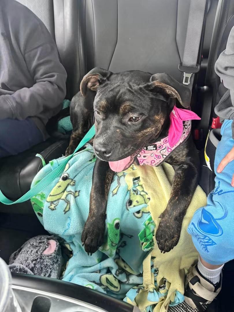 Enlarge Alani, a Adopted Pit Bull Terrier in Howes Cave, NY image 2/4