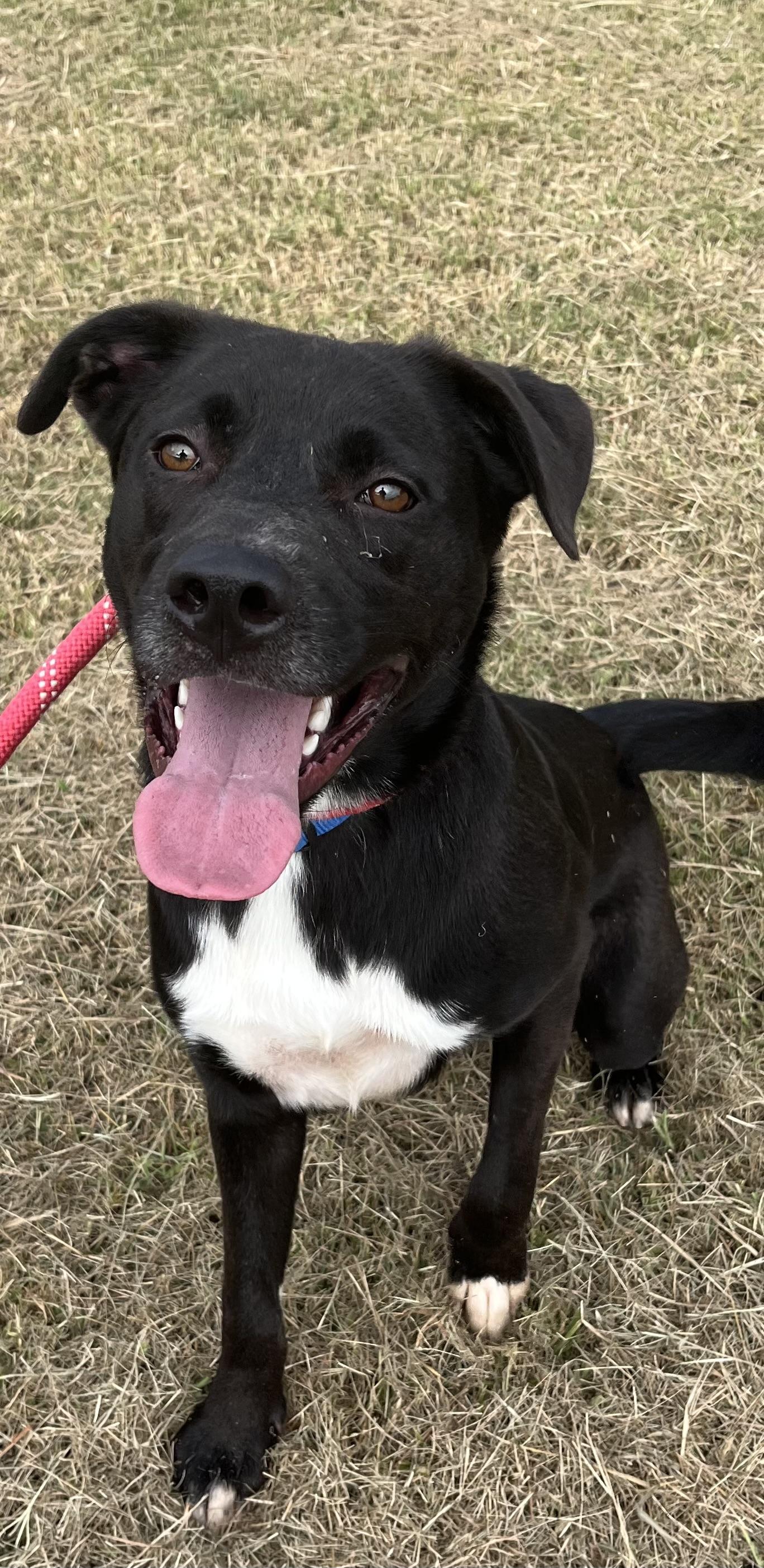 Enlarge Everett, an adoptable mixed breed in Centerton, AR image 2/2