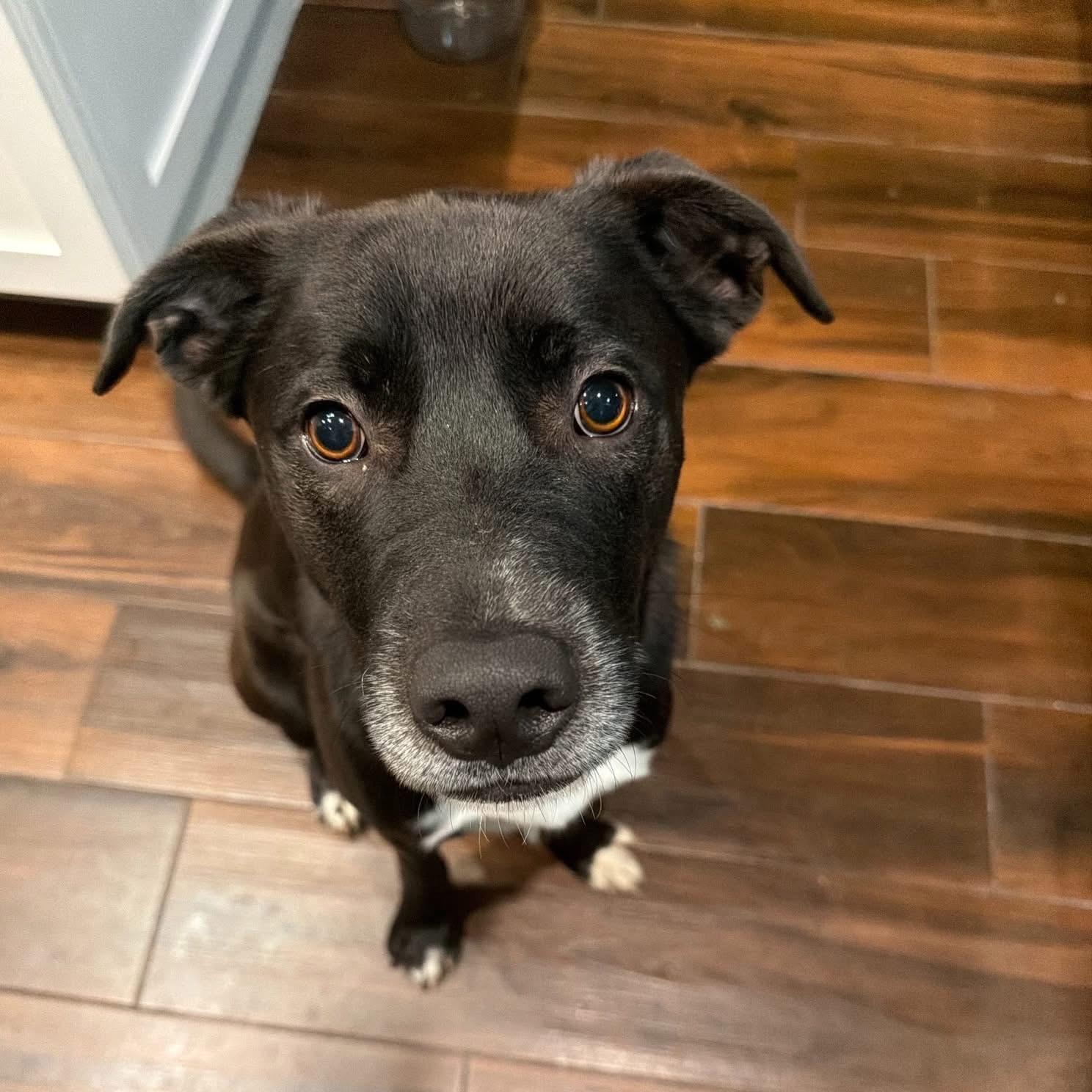 Everett, adoptable, Adult Male Labrador Retriever.