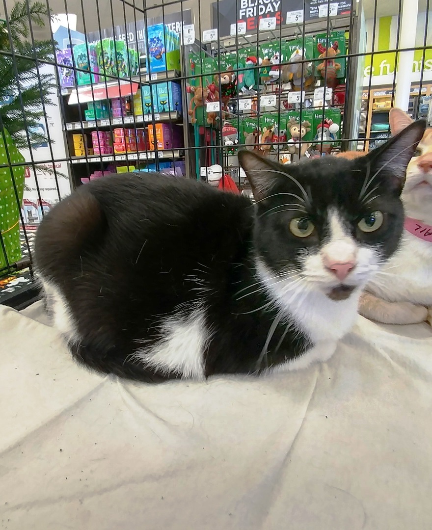 Donovan, a Adoptable mixed breed in Houston, TX image 1/2