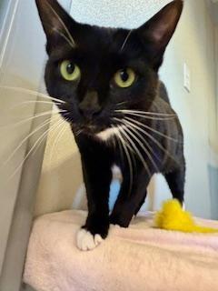 Enlarge Maddie, a ADOPTABLE Domestic Short Hair in Winter Haven, FL image 1/1