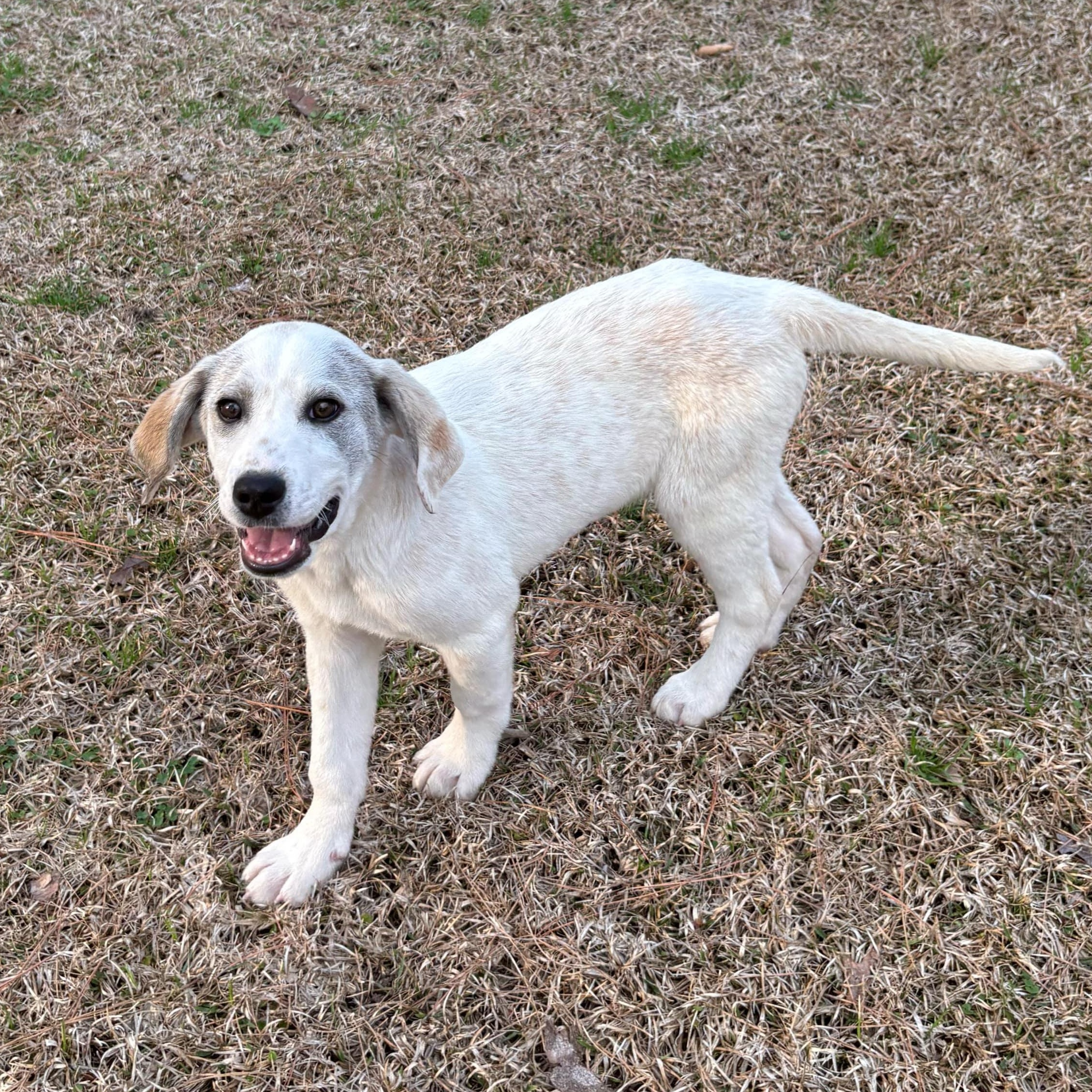 Marcus, Adoptable, Puppy Male Great Pyrenees & Hound.