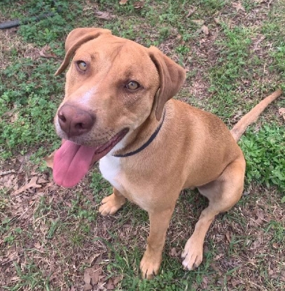 Enlarge Tom, a Adoptable mixed breed in Centerville, GA image 1/1